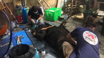 Hải Dương: Bàn giao một cá thể gấu ngựa bị nuôi nhốt sau hơn 15 năm