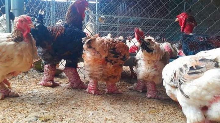Người dân Hưng Yên tất bật chăm sóc gà Đông Tảo chuẩn bị cho Tết Tân Sửu 2021