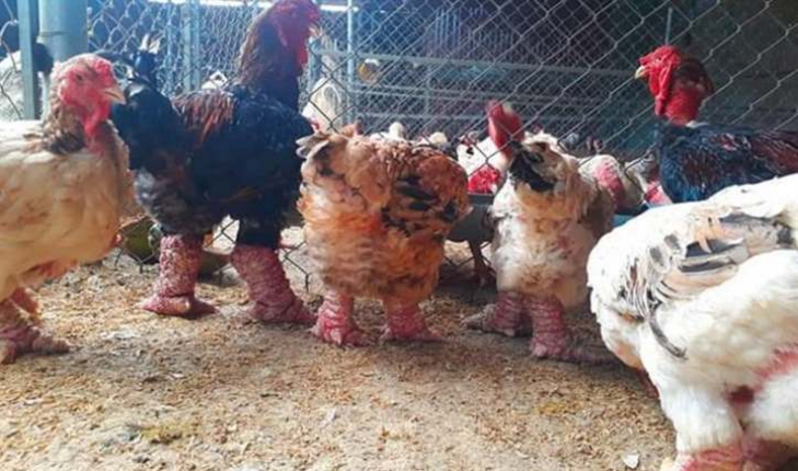 Người dân Hưng Yên tất bật chăm sóc gà Đông Tảo chuẩn bị cho Tết Tân Sửu 2021