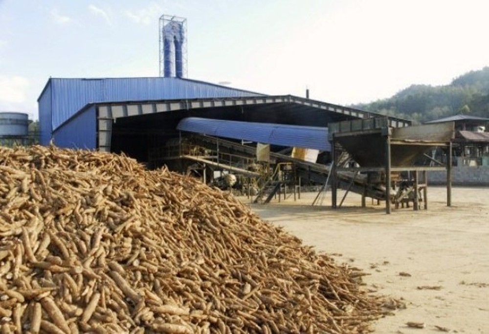 Thiếu nguyên liệu sắn lát ở Việt Nam, doanh nghiệp sản xuất gặp khó