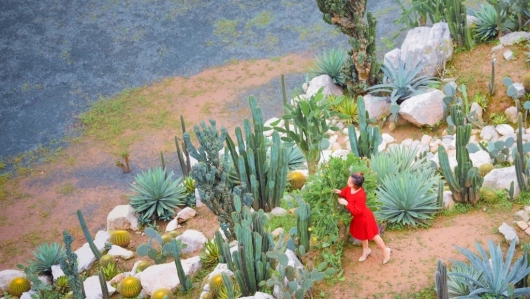 Những địa điểm check in sống ảo tại Hà Nội: Ấn tượng với vườn xương rồng Cacti Zone