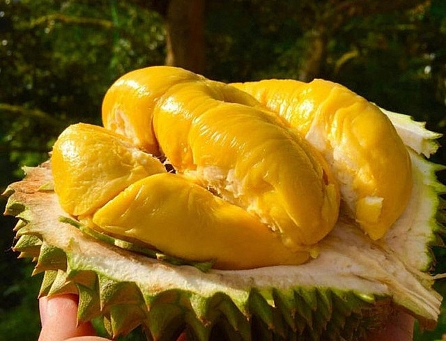 Xây dựng thương hiệu sầu riêng Việt Nam Xây dựng thương hiệu sầu riêng Việt Nam tại thị trường quốc tế