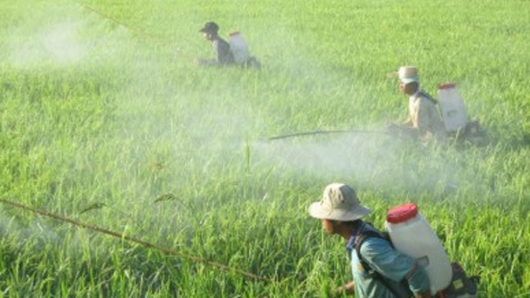 Hà Nội đã thử nghiệm 54 tiến bộ kỹ thuật giảm thiểu sử dụng thuốc bảo vệ thực vật