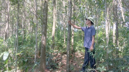 Thanh Hóa: Hỗ trợ người dân Mường Lát phát triển rừng