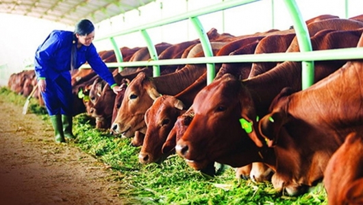 Công nhận vùng chăn nuôi bò sữa ứng dụng công nghệ cao đầu tiên tại Lâm Đồng