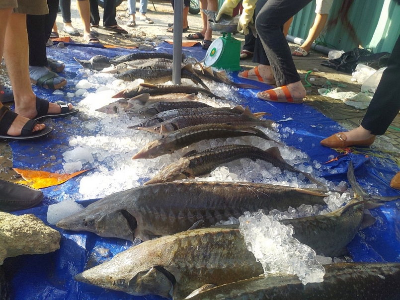 Cá tầm nhập lậu về Việt Nam, Bộ NN&PTNT đề nghị các Bộ vào cuộc