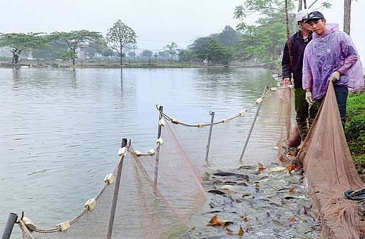Hà Nội tăng cường công tác quản lý phát triển nuôi trồng thủy sản