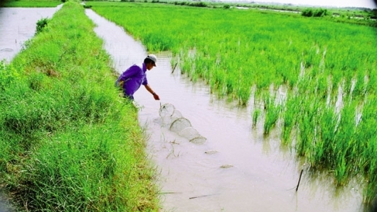 Để mô hình tôm - lúa phát triển bền vững trên đất Kiên Giang