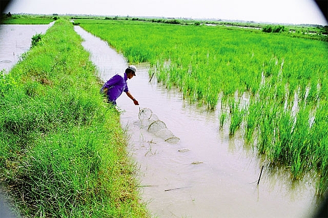 Phát triển bền vững mô hình lúa  tôm và ứng dụng mô hình nuôi tôm hai giai  đoạn