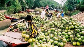 Bến Tre: Liên kết trồng dừa theo hướng hữu cơ