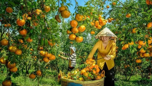 Đồng Tháp hỗ trợ khôi phục vùng trồng quýt hồng Lai Vung