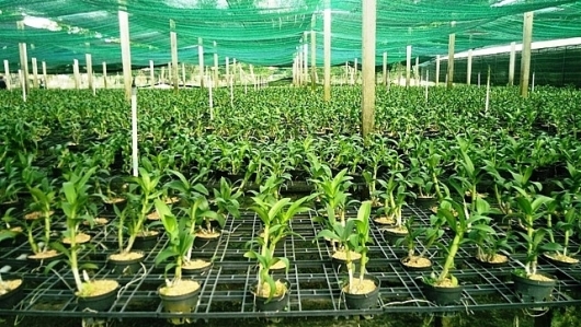 TP Hồ Chí Minh đặt mục tiêu giá trị sản xuất nông nghiệp đạt 630-650 triệu đồng/ha