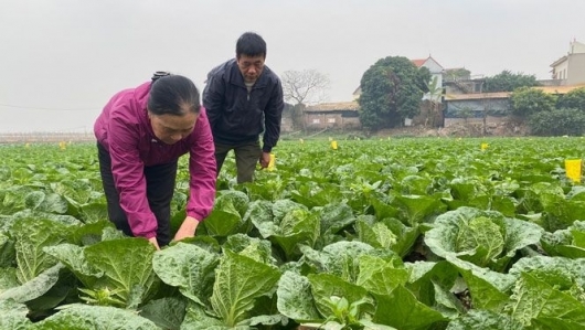 Hà Nội: Khó tiêu thụ khiến giá rau giảm sâu, dân không muốn thu hái