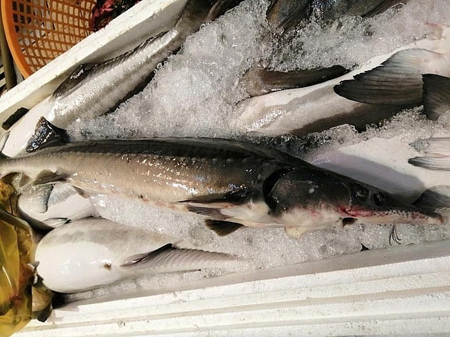 Tổng cục Hải quan siết chặt nhập khẩu cá tầm tại cửa khẩu