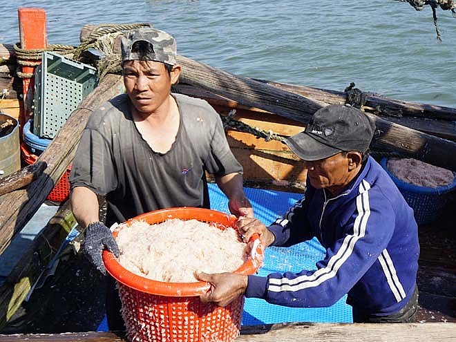 Trúng đậm ruốc biển, ngư dân Bình Định đón lộc đầu năm