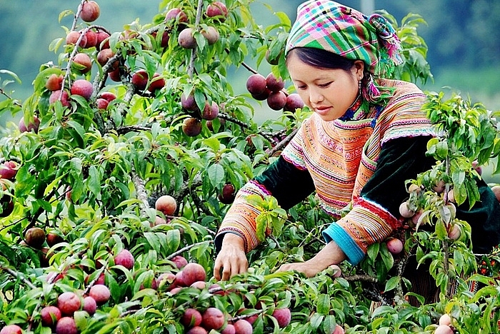Lào Cai sẽ trồng thêm 287ha cây ăn quả ôn đới