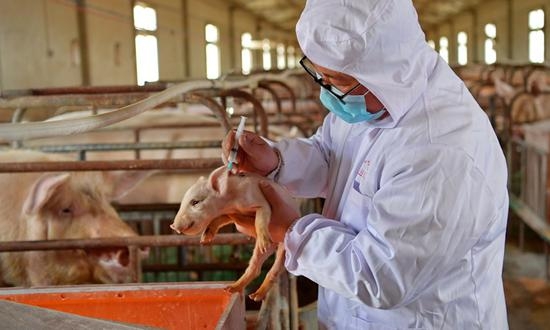 Việt Nam sắp sản xuất thương mại vắc xin phòng dịch tả lợn châu Phi