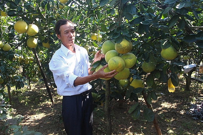 Hà Nội phát triển cây ăn quả ứng dụng công nghệ cao