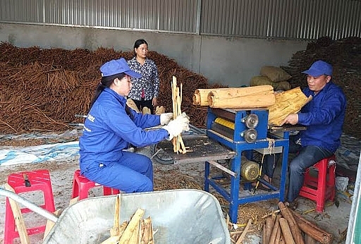Xây dựng chuỗi liên kết sản xuất, tiêu thụ lâm sản tại Lào Cai
