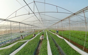 Hưng Yên thu hút đầu tư vào nông nghiệp