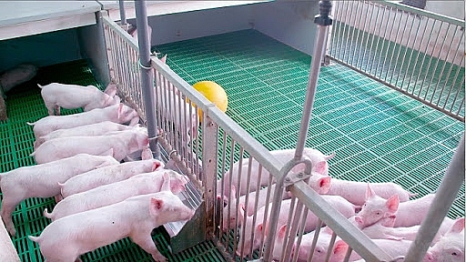 Tái đàn lợn ở Bình Thuận: Chú trọng đảm bảo an toàn dịch bệnh