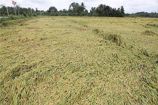 Mưa gió giật mạnh khiến hàng trăm ha lúa tại Ninh Thuận bị thiệt hại