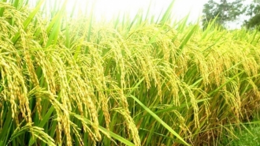 Tổng kết phát triển sản xuất, tiêu thụ lúa gạo Japonica tại Hà Nội