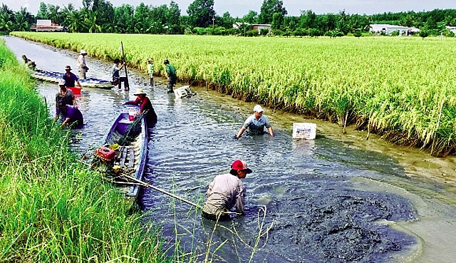 Diễn đàn Tôm Việt 2020: Phát triển bền vững mô hình tôm – lúa