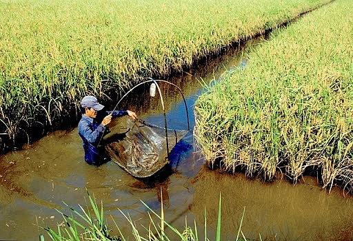 Diễn đàn Tôm Việt 2020: Phát triển bền vững mô hình tôm – lúa