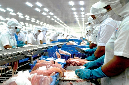 Đưa cá tra tiêu chuẩn châu Âu về Hà Nội