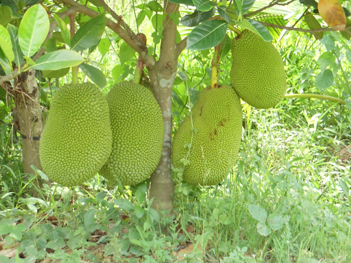 Nhiều tiềm năng phát triển vùng trồng trái cây tại Bình Phước