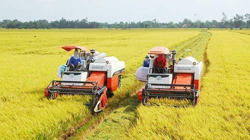Người nông dân thu lợi lớn từ lúa Thu Đông