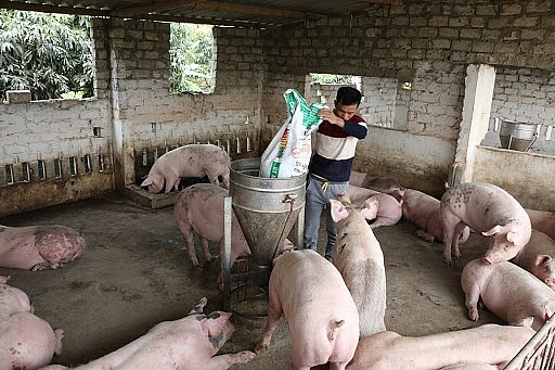 Rót 150 tỷ đồng hỗ trợ tái đàn lợn tại Bình Định