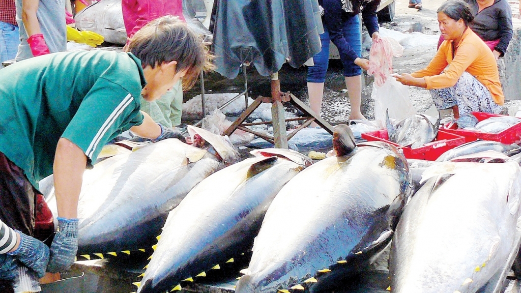 Khánh Hòa: Nhiều cơ hội phát triển chế biến, xuất khẩu cá ngừ