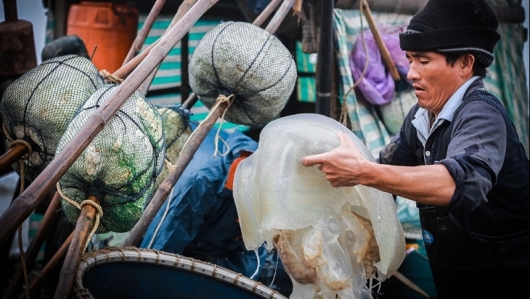 Sứa Cô Tô - “vàng trắng” vẫn khó tìm đầu ra
