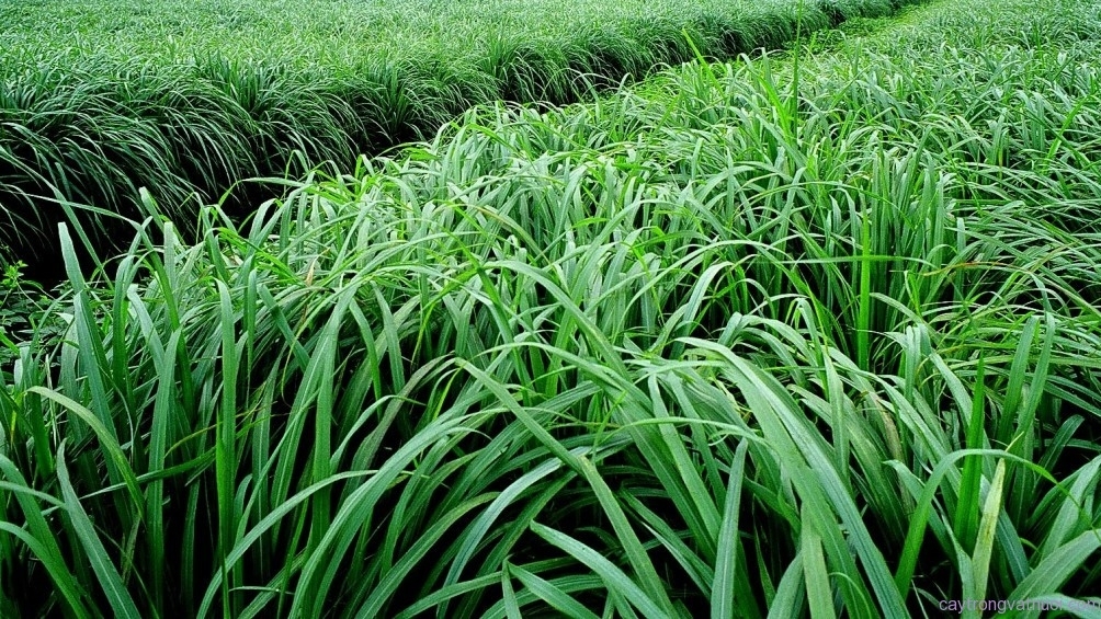 Tiền Giang mở rộng diện tích nông sản chủ lực, thu lợi nhuận cao