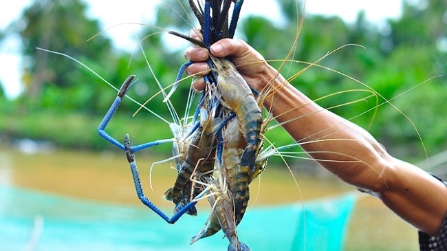 Xây dựng kế hoạch quốc gia phòng chống dịch bệnh thủy sản