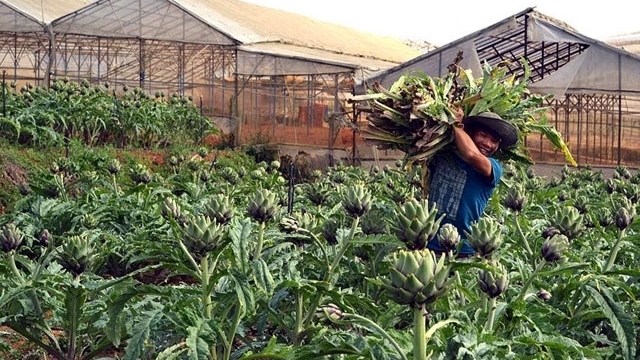 Lâm Đồng phát triển cây dược liệu quý
