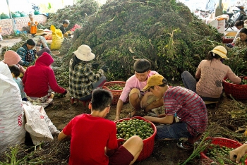 Giá cau tại Quảng Nam ổn định ở mức cao