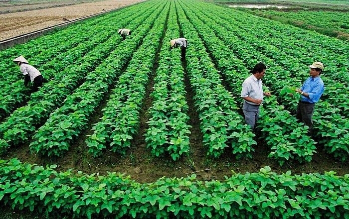 Năm 2021, Thanh Hóa muốn có 407.000 ha gieo trồng cây hàng năm