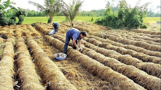 Hà Nội tận dụng nguồn phụ phẩm nông nghiệp đạt hiệu quả cao