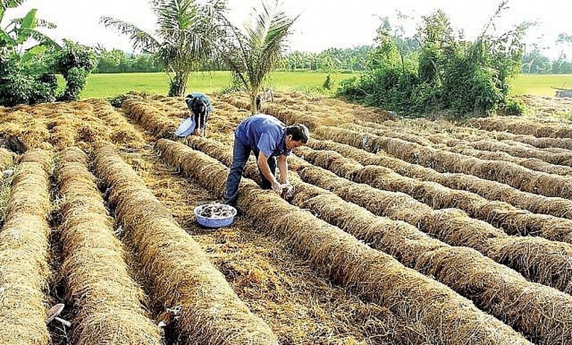 Hà Nội tận dụng nguồn phụ phẩm nông nghiệp đạt hiệu quả cao