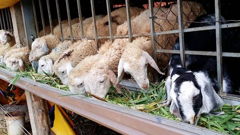 Ninh Thuận: Giá dê, cừu tăng cao