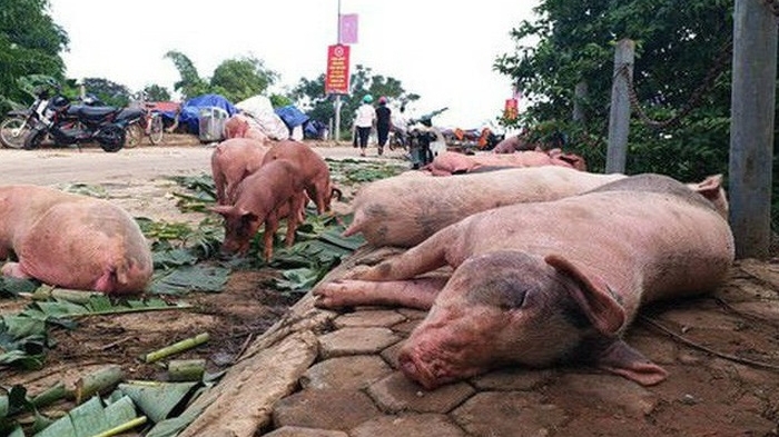 Tiêu hủy đàn lợn nhiễm dịch tả lợn châu Phi tại Hải Phòng