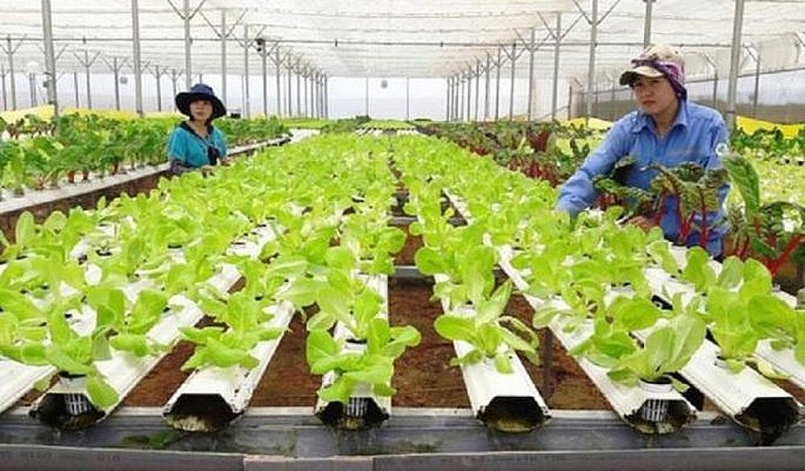 Hỗ trợ Hà Tĩnh, Quảng Bình khôi phục sản xuất nông nghiệp sau bão lũ