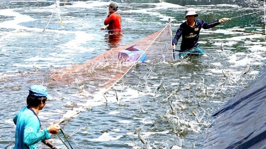 Cà Mau thành lập Liên minh Tôm sạch và bền vững Việt Nam