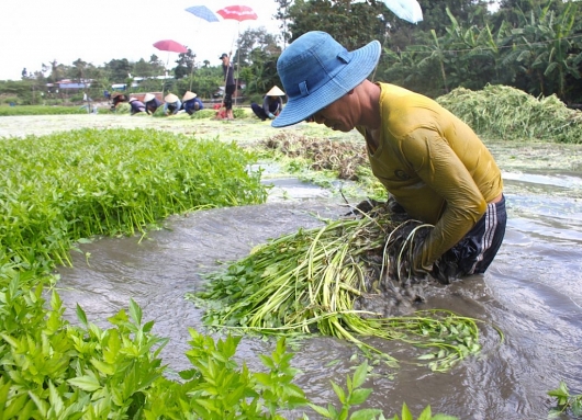 Nâng tầm sản phẩm OCOP: Rau cần Khai Thái - thương hiệu 4 sao