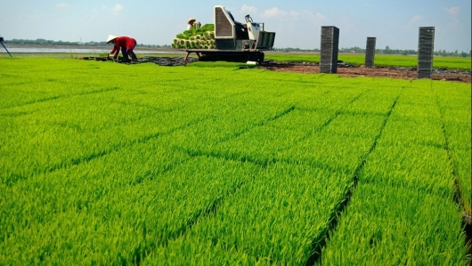 Long An sản xuất nông nghiệp ứng dụng công nghệ cao