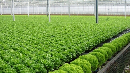 Thực phẩm an toàn: Giảm mạnh tình trạng “rau hai luống, lợn hai chuồng”