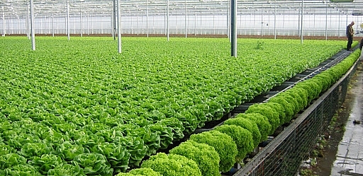Thực phẩm an toàn: Giảm mạnh tình trạng “rau hai luống, lợn hai chuồng” Thực phẩm an toàn: Giảm mạnh tình trạng “rau hai luống, lợn hai chuồng”
